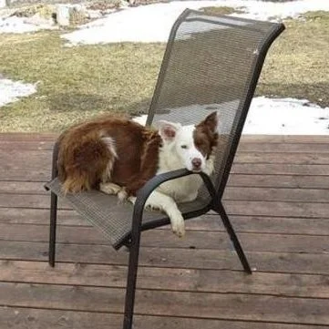 Abca puppies best sale for sale